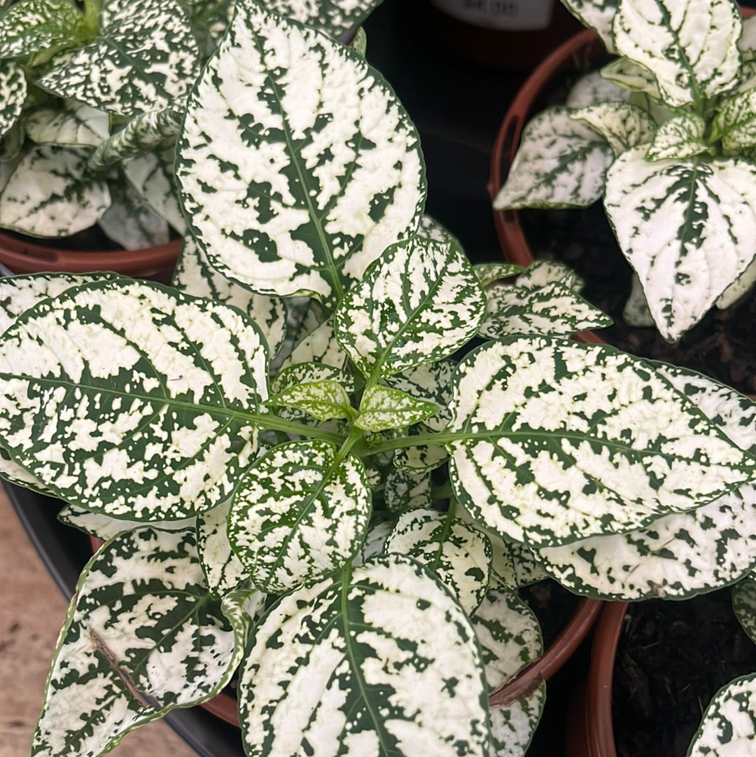 Hypoestes Mixed 100mm