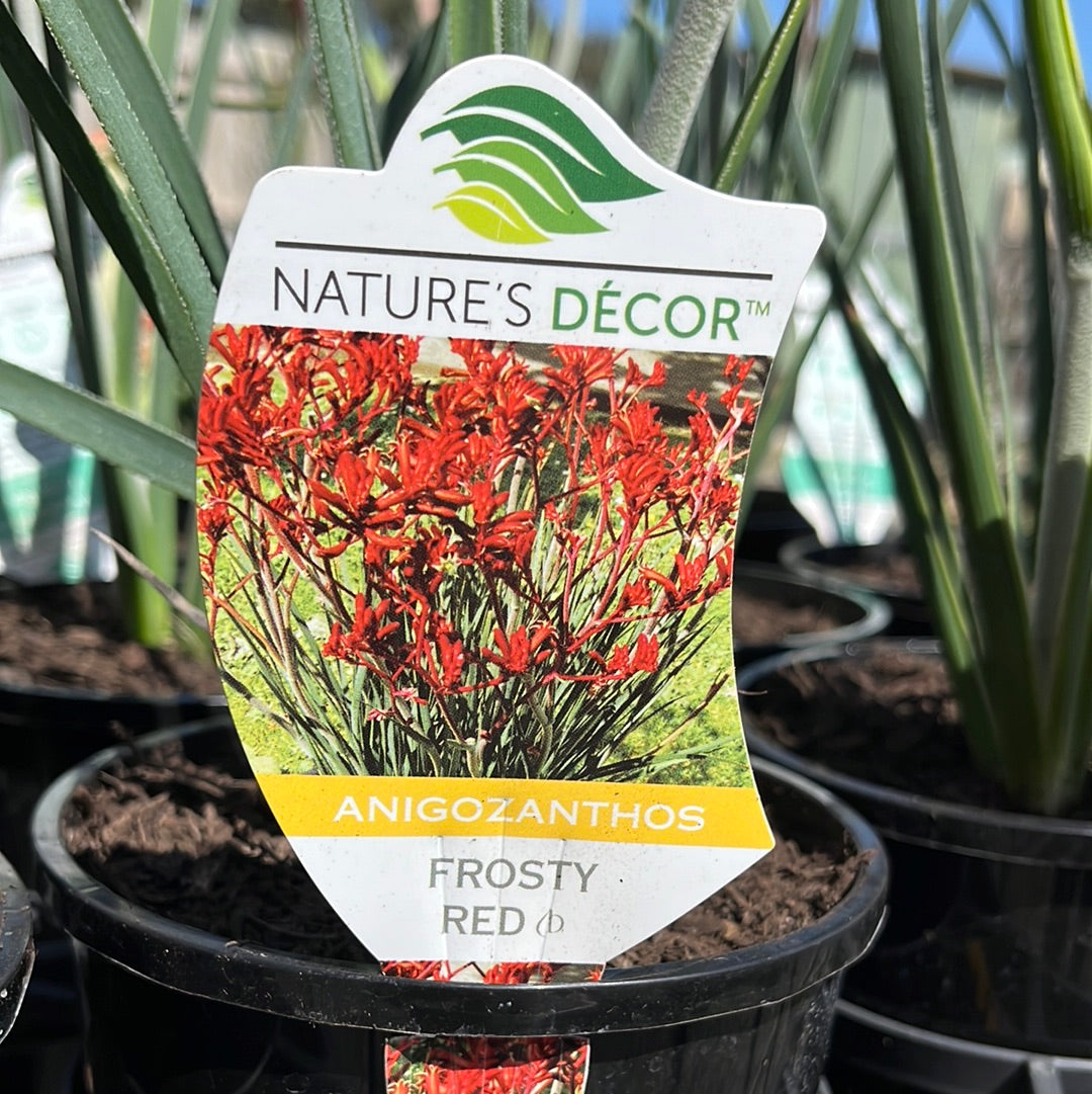 Anigozanthos 'Frosty Red' 14cm