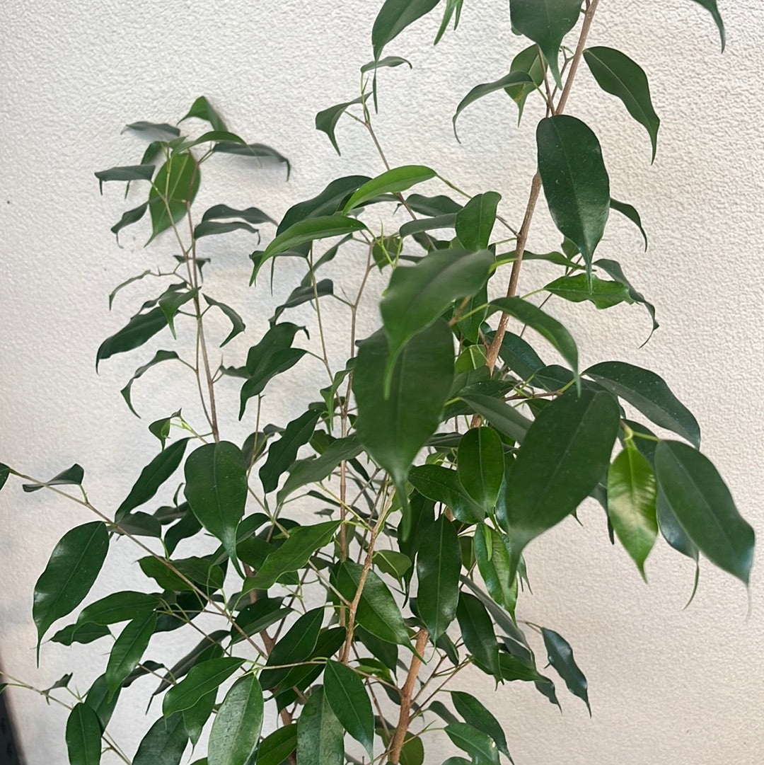 Ficus benjamina Evergreen 20cm