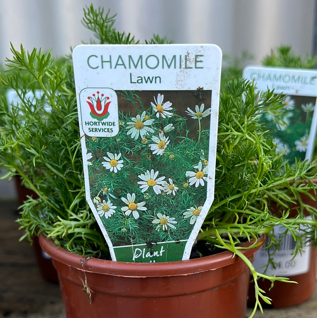 Chamomile Lawn Flower 100mm