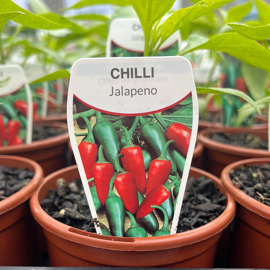 Chilli 'Jalapeno' 100mm