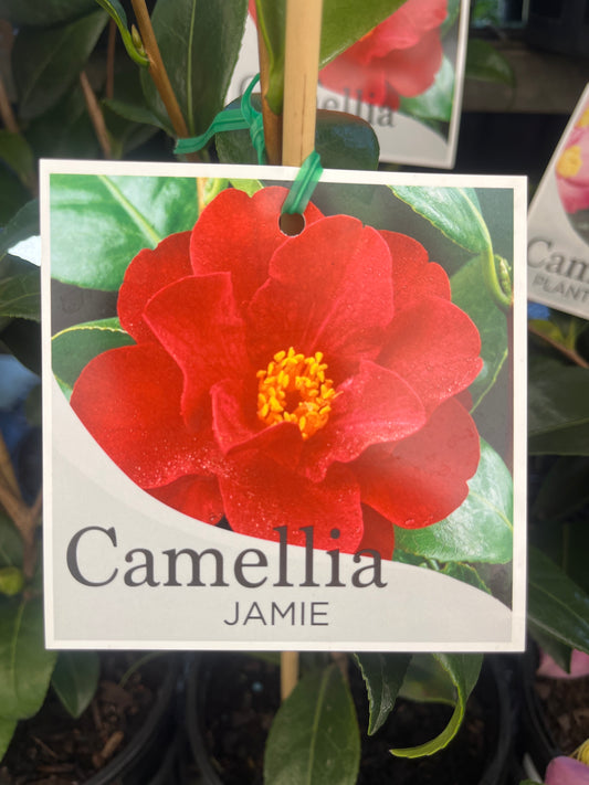 Camellia 'Jamie' 14cm