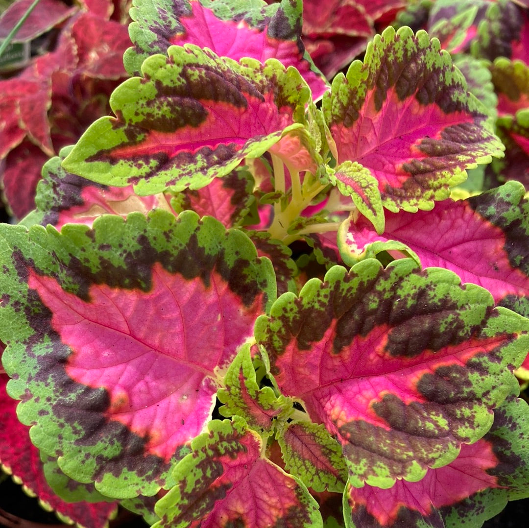 Coleus 100mm