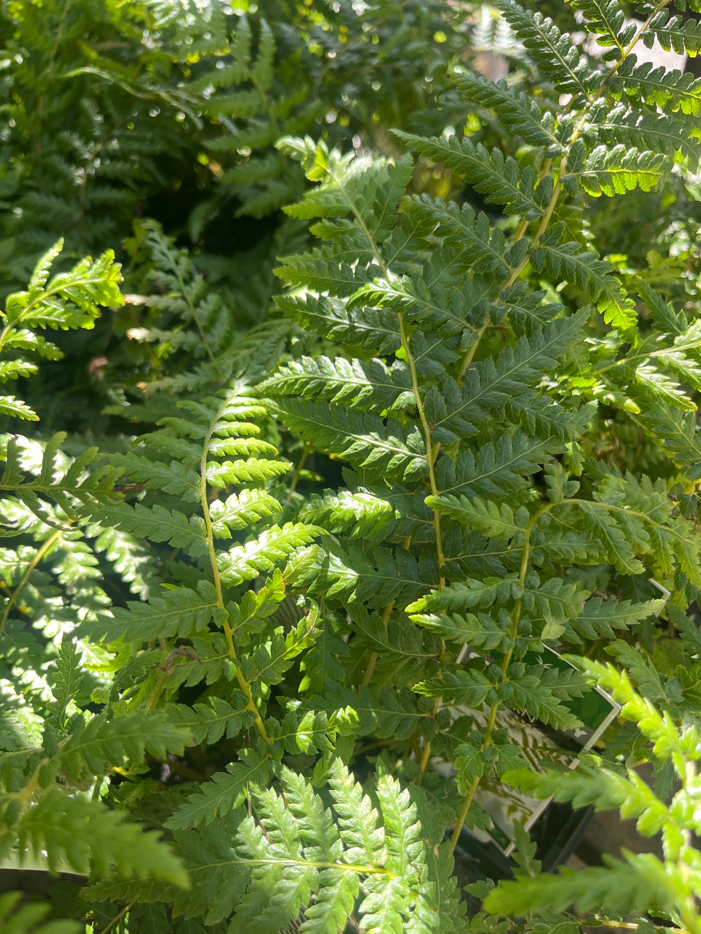 Dicksonia antarctica 'Soft Tree Fern'7cm