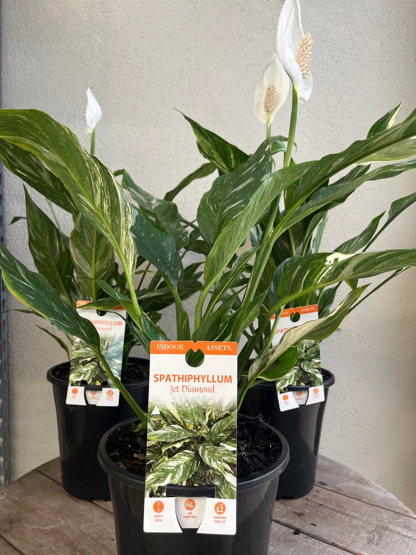 Spathiphyllum 'Jet Diamond' 20cm