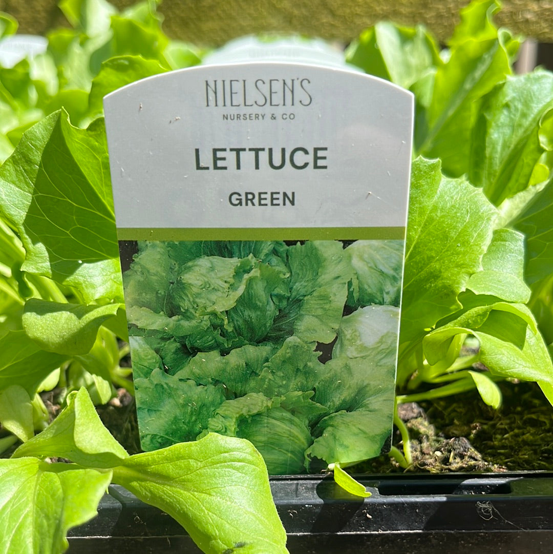 Lettuce Green Salad Punnet