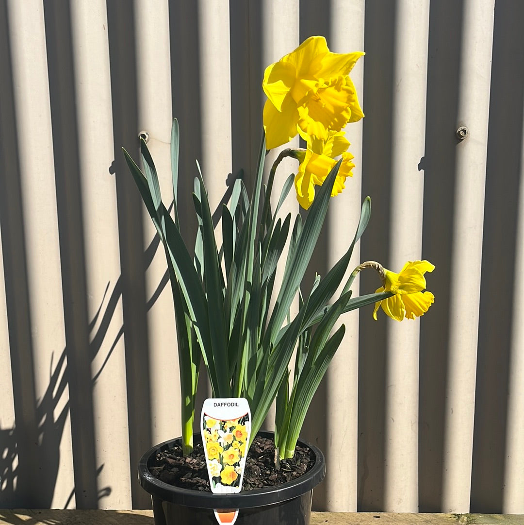 Daffodil 19cm