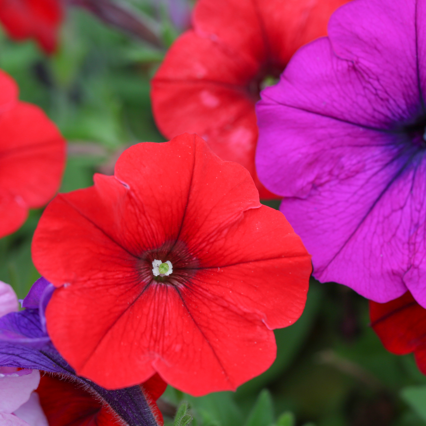 Petunia Assorted 100mm
