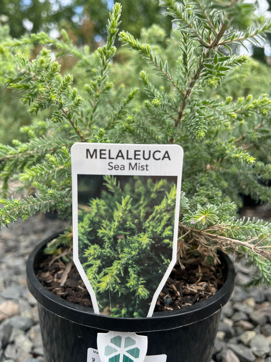 Melaleuca incana 'Sea Mist' 7cm
