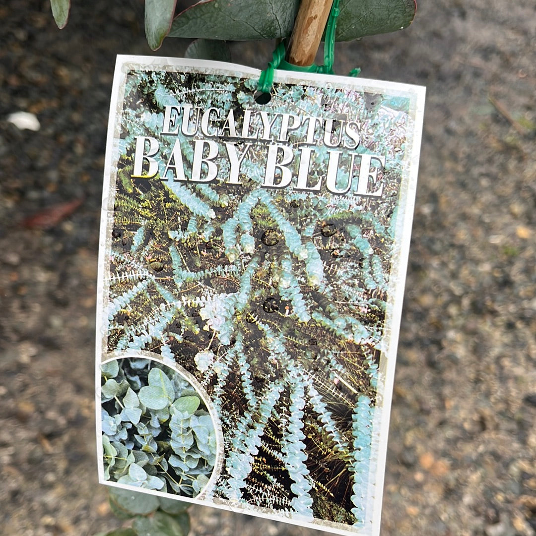 Eucalyptus pulverulenta 'Baby Blue' 20cm