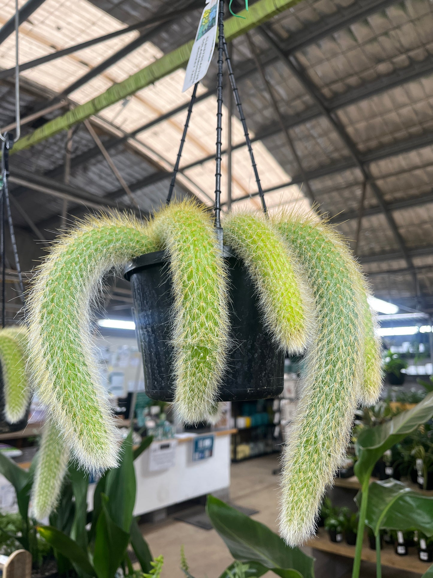 Cleistocactus Colademononis 'Monkey Tail Cactus' Hanging Basket 15cm