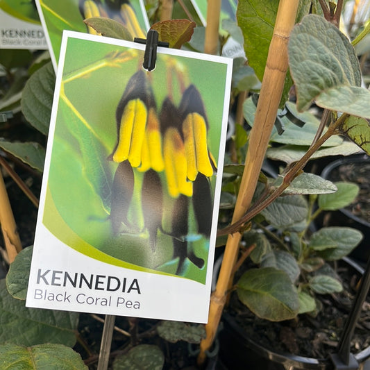 Kennedia nigricans 'Black Coral Pea' 20cm