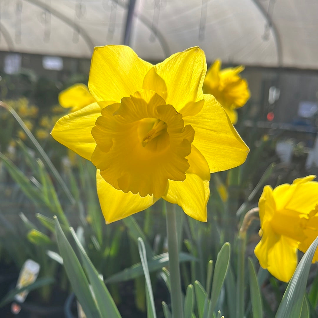 Daffodil 19cm