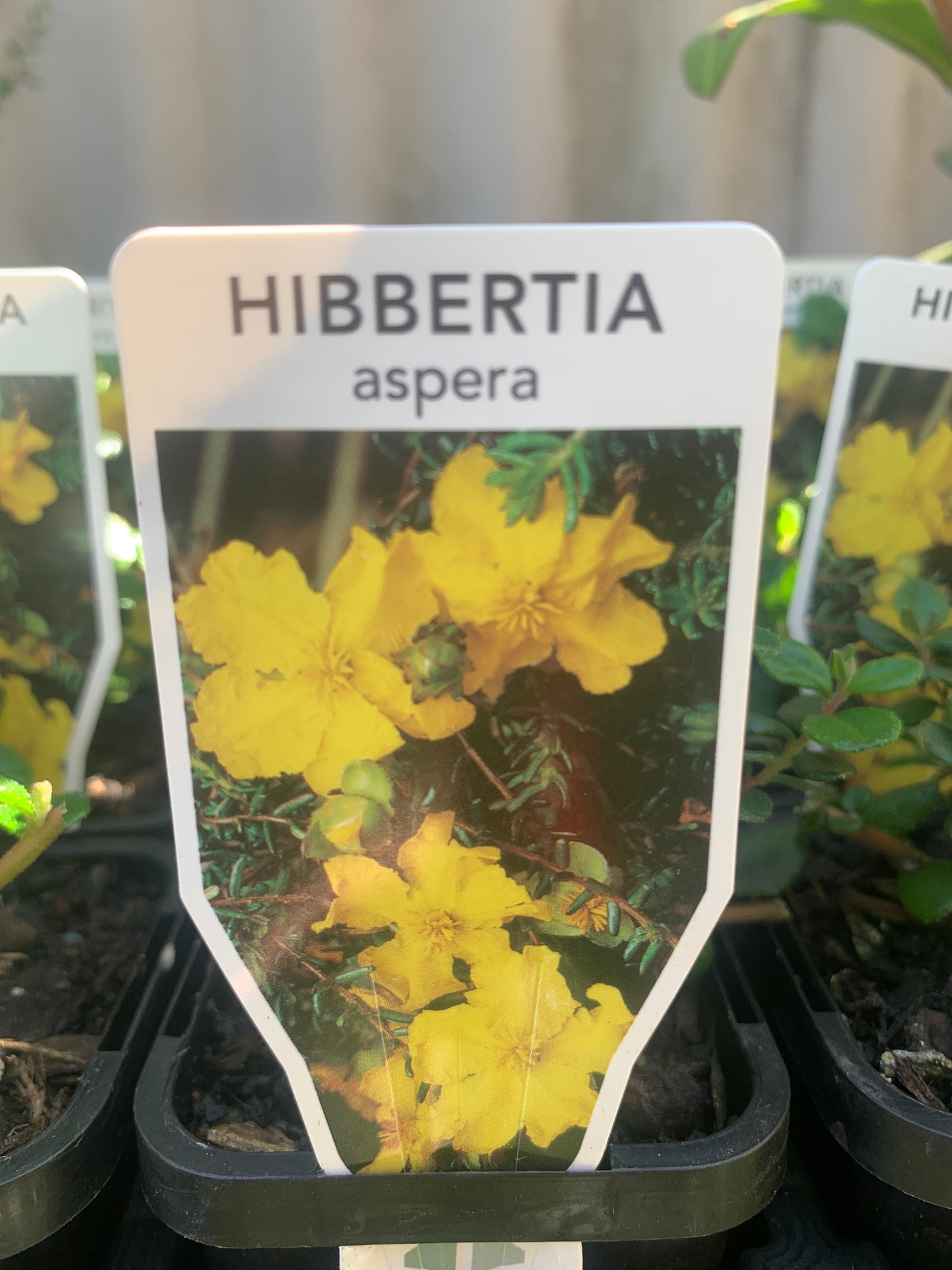 Hibbertia aspera 14cm