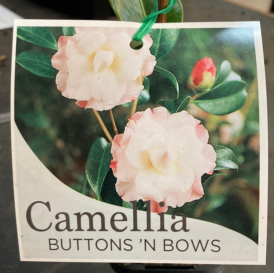 Camellia 'Buttons and Bows' 18cm