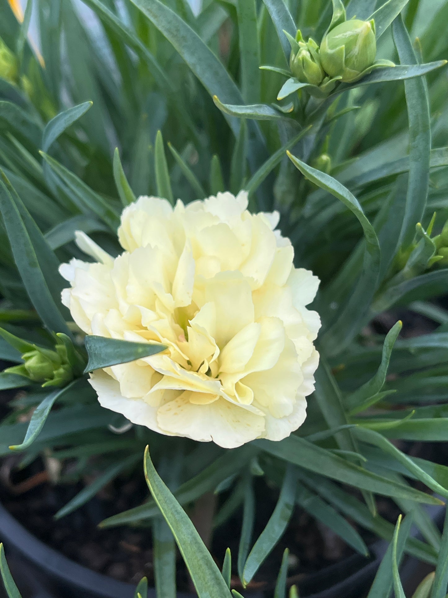 Carnation assorted 14cm
