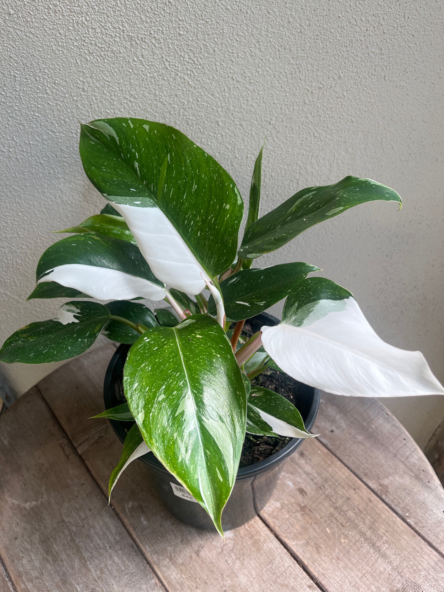 Philodendron 'White Princess' 20cm