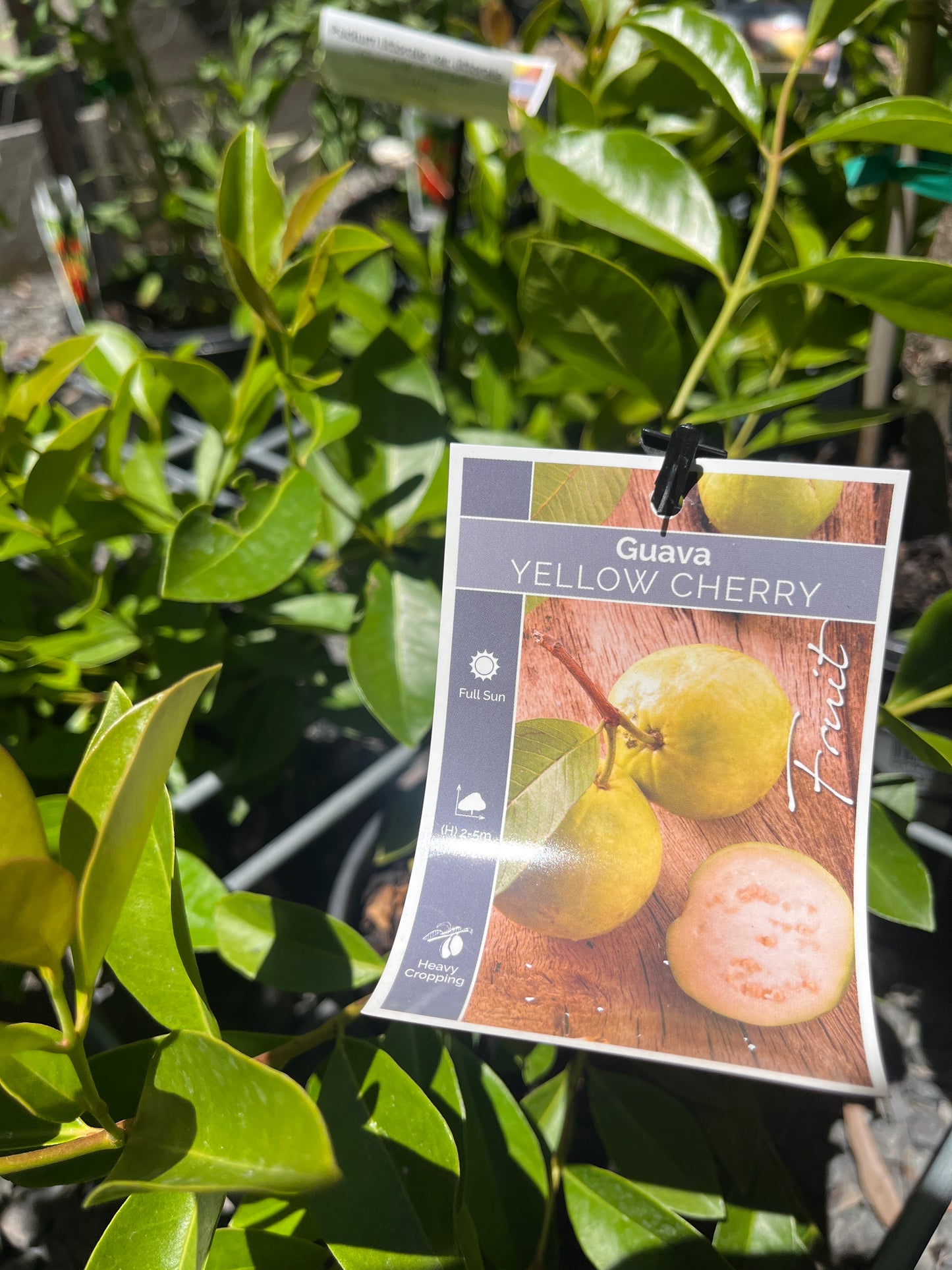 Guava Yellow psidium cattleianum 14cm