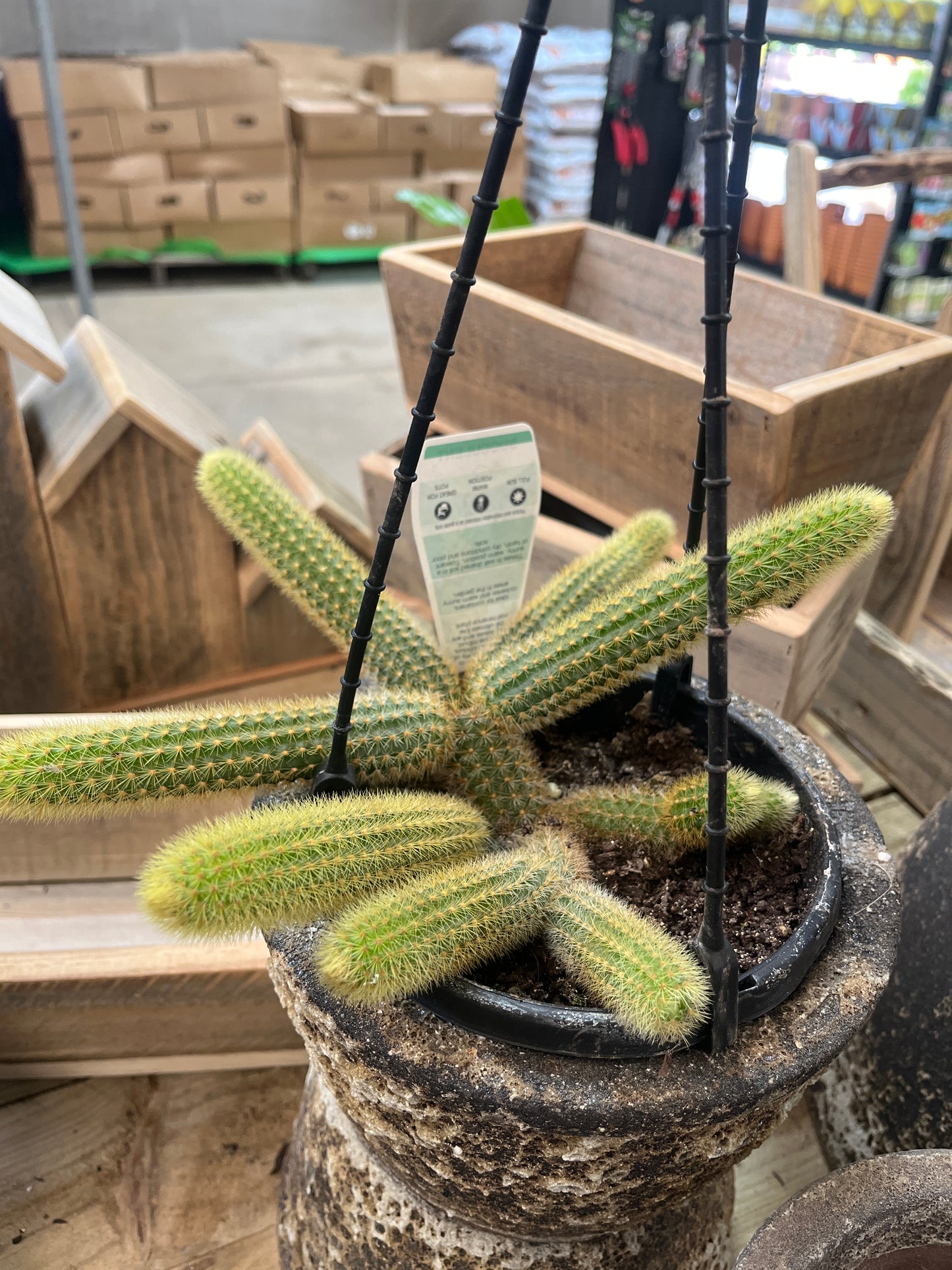 Disocactus flagelliformis Rat Tail Cactus Hanging Basket 15cm