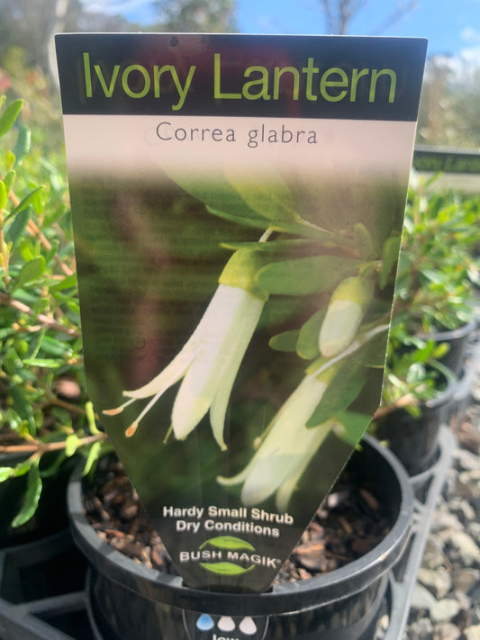 Correa glabra 'Ivory Lantern' 14cm