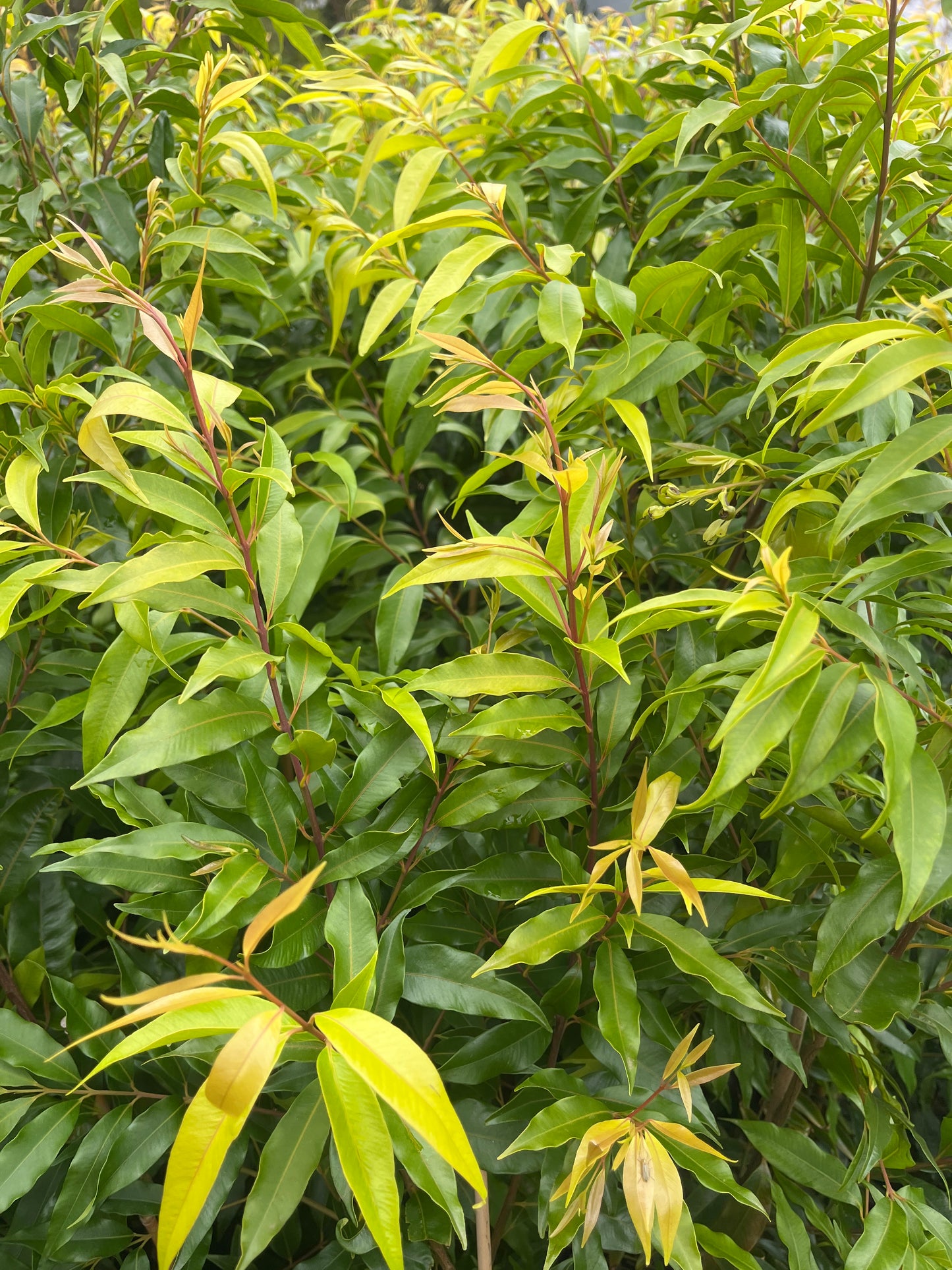 Waterhousea floribunda 20cm