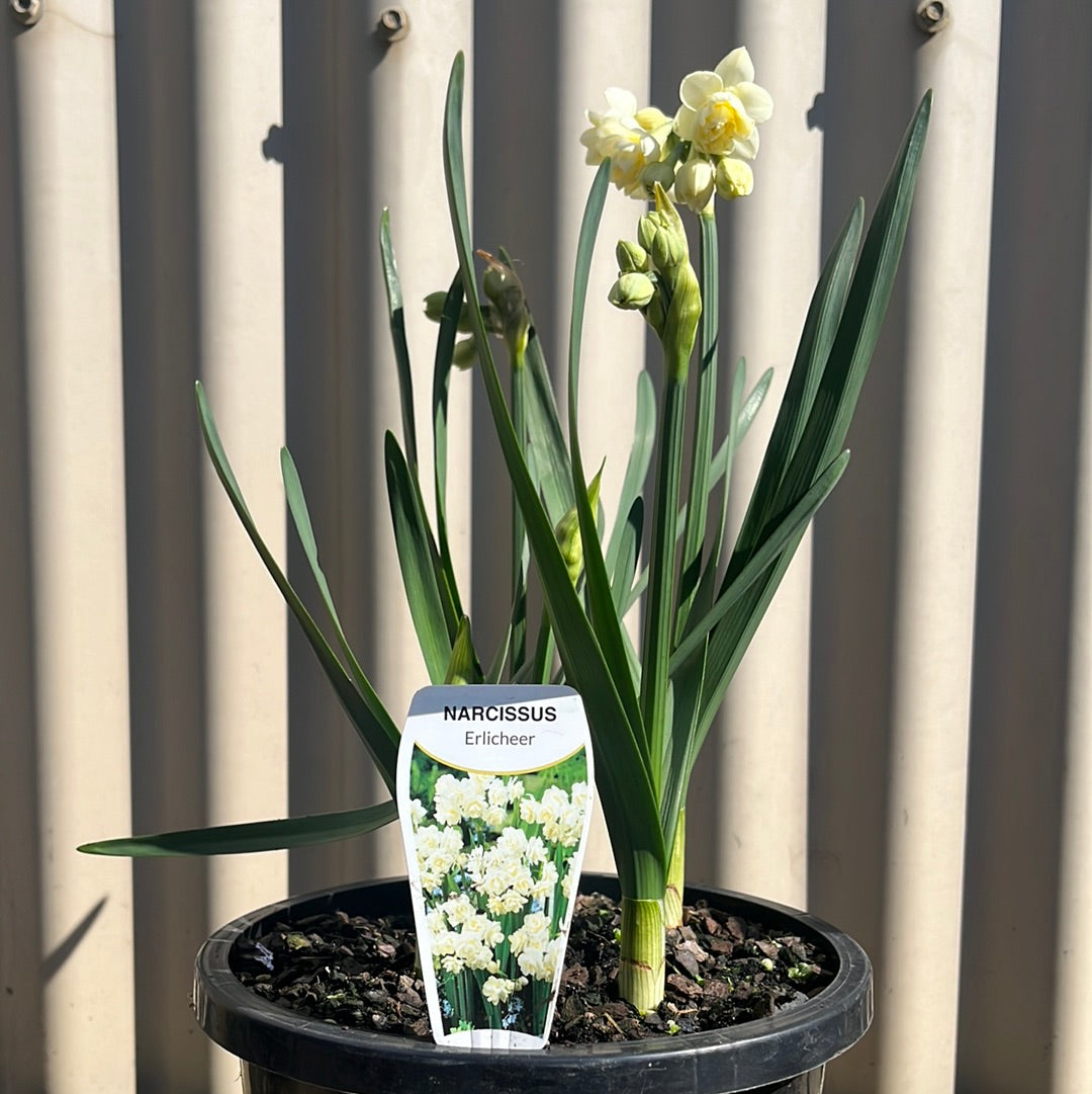 Jonquil 'Erlicheer' 19cm