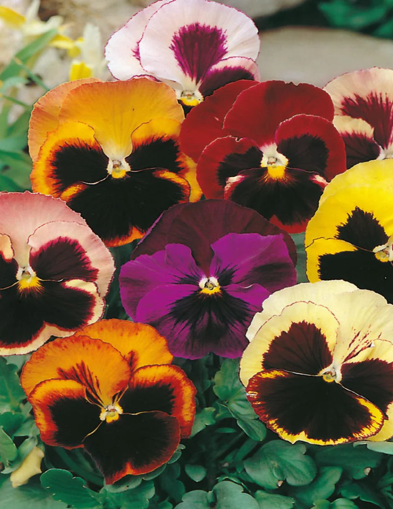 Pansy 'Swiss Giants Mixed' 150 Seeds