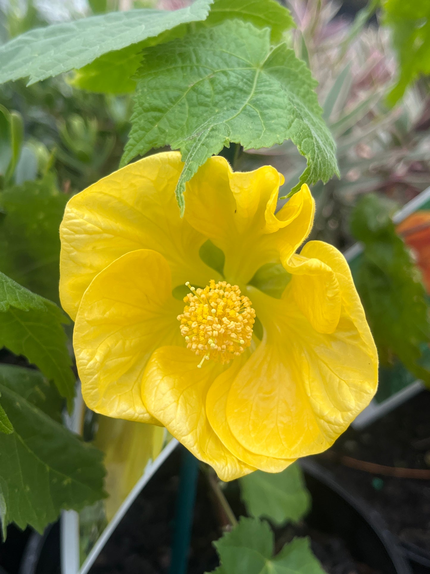 Abutilon spp. Yellow 14cm