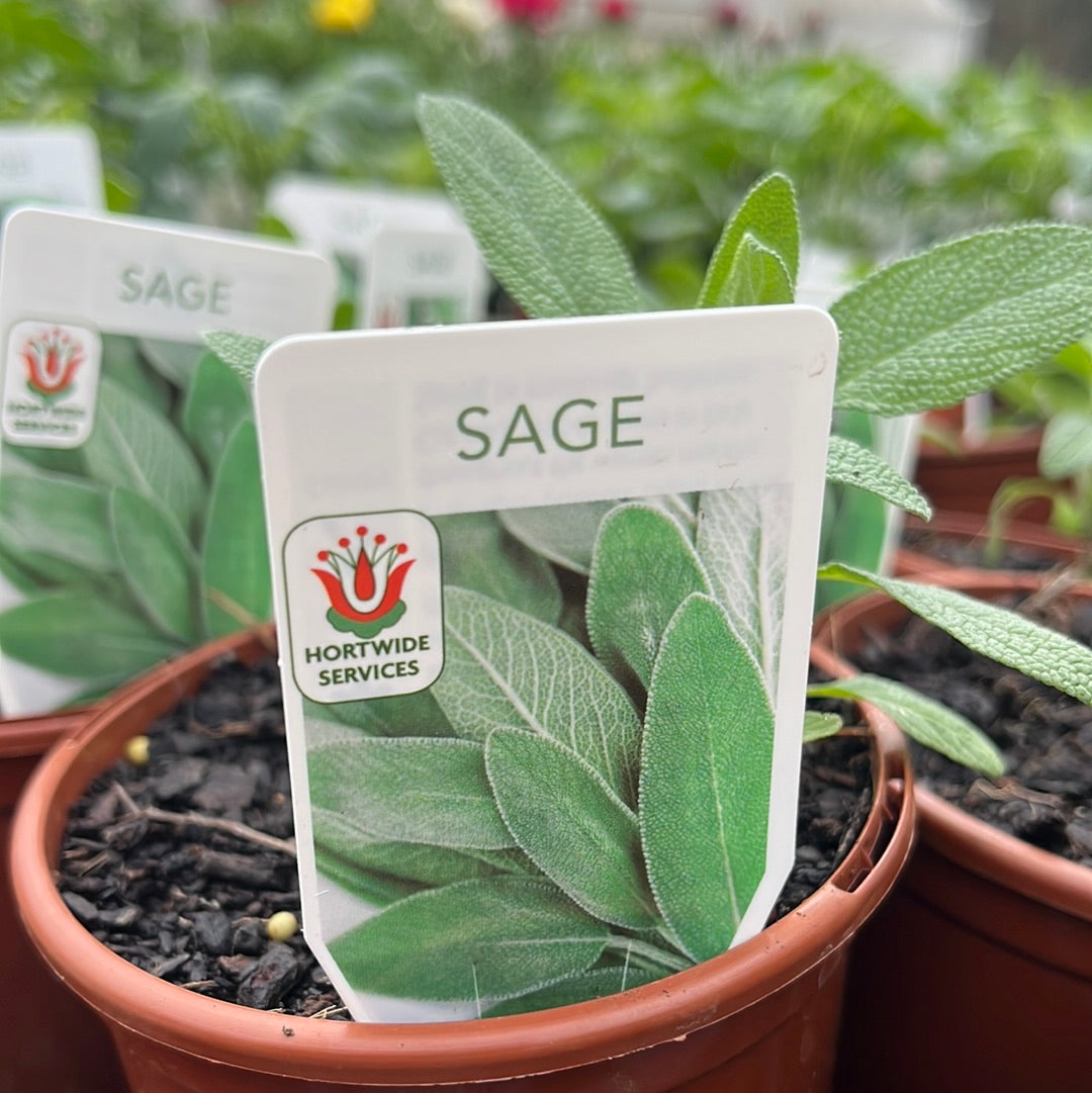 Sage 100mm