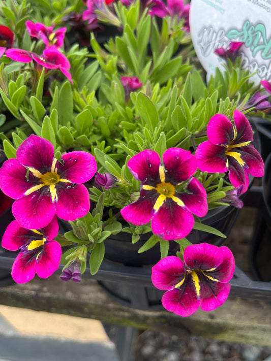 Calibrachoa Goodnight Kiss 14cm