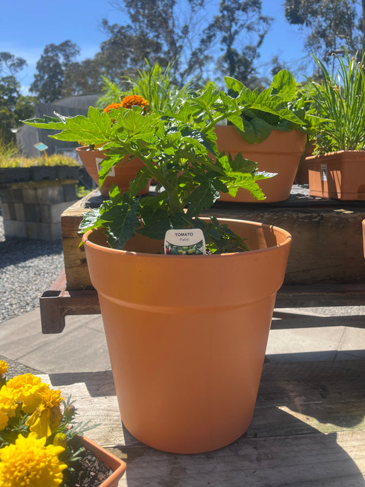 Tomato Patio Potted 30cm