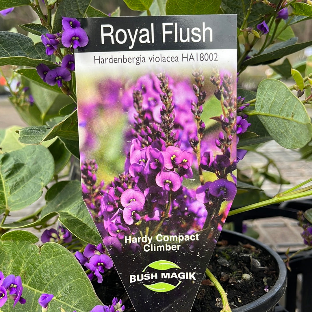 Hardenbergia violacea Royal Flush 20cm