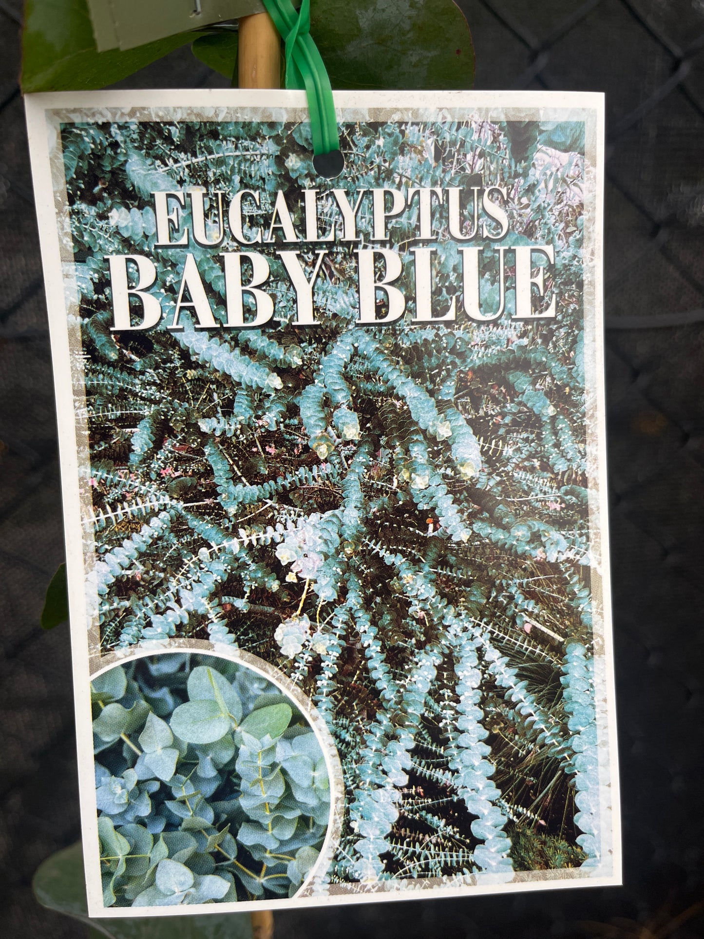 Eucalyptus pulverulenta 'Baby Blue' 25cm
