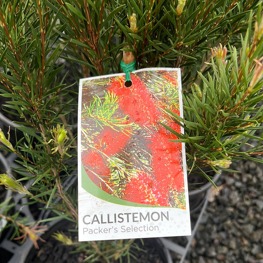 Callistemon subulatus 'Packers Selection' 20cm