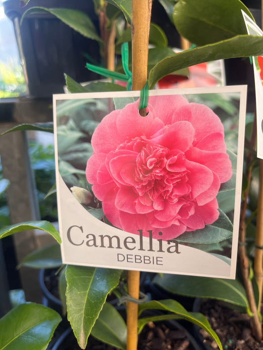 Camellia japonica ‘Debbie' 18cm