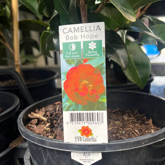 Camellia japonica 'Bob Hope' 18cm Seconds