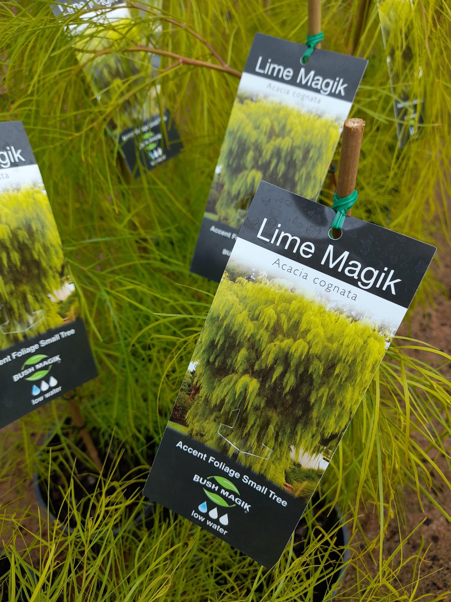 Acacia cognata 'Lime Magik' 18cm