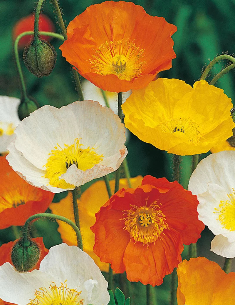 Iceland Mixed Colours Poppy Seeds 2000 Seeds