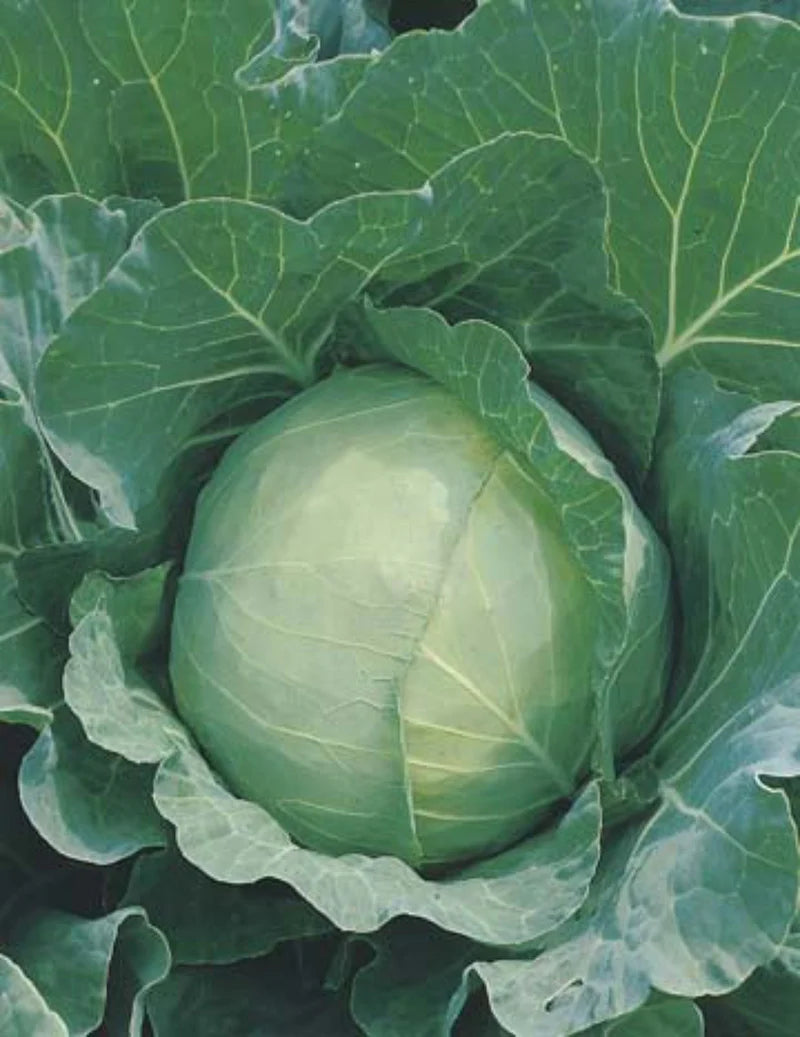 Golden Acre Cabbage 250 Seeds