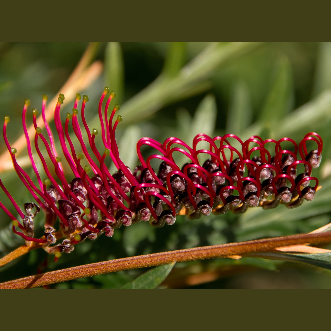 Grevillea 'Bronze Rover' 20cm