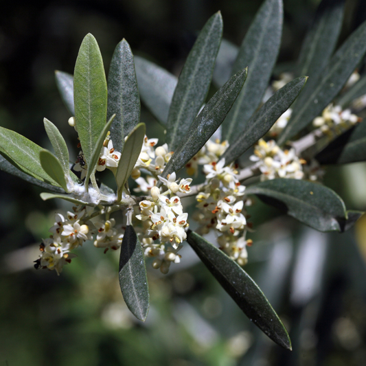 Olive 'Tolleys Upright' Olea europaea 25cm