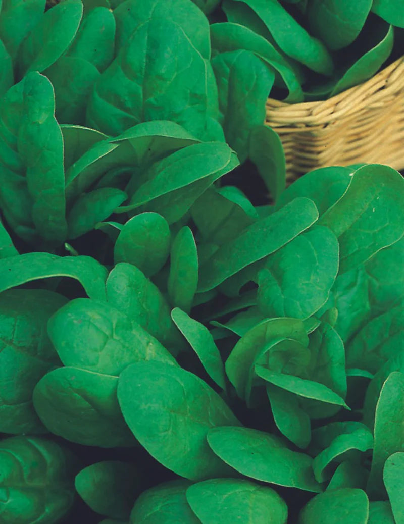 Spinach English Medania 350 Seeds