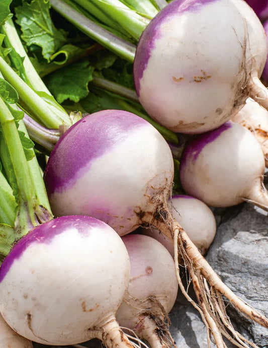 Early Purple Turnip 1750 Seeds