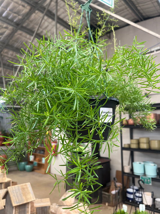 Asparagus sprengeri Compact HB 15cm
