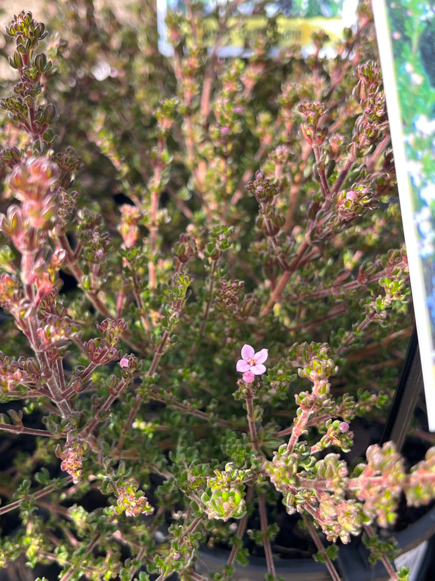 Zieria citriodora 14cm