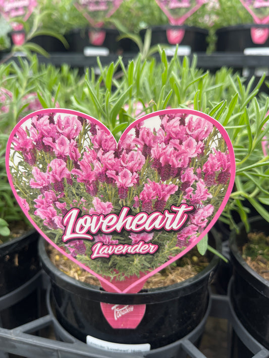 Lavender 'Loveheart' 14cm
