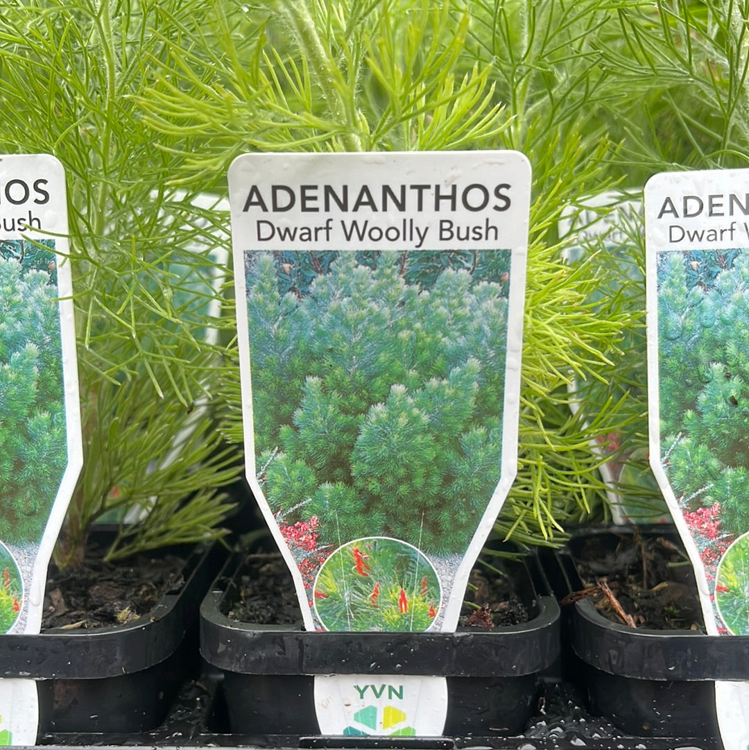 Adenanthos sericea Compact ‘Dwarf Woolly Bush 7cm