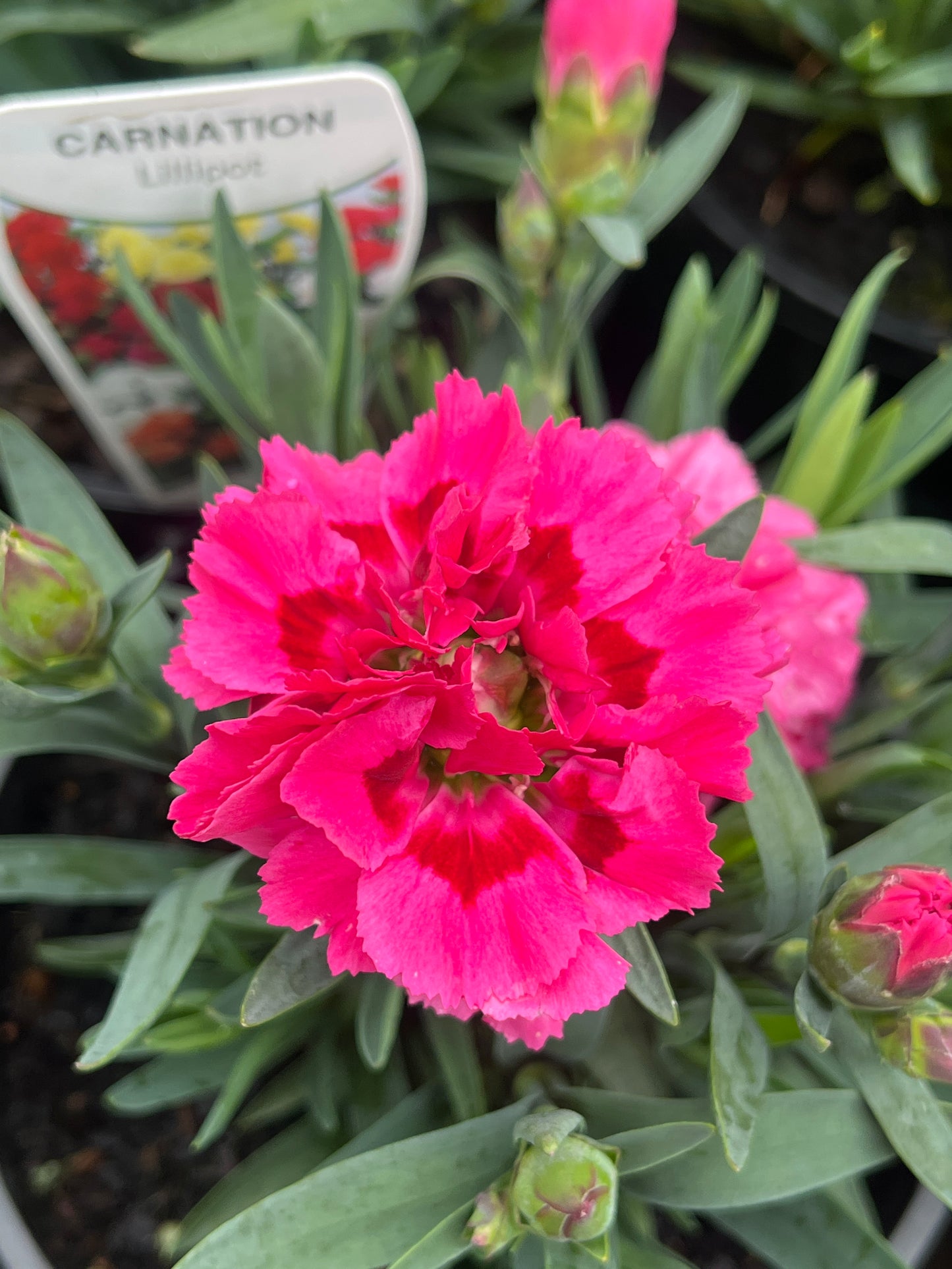 Carnation assorted 14cm