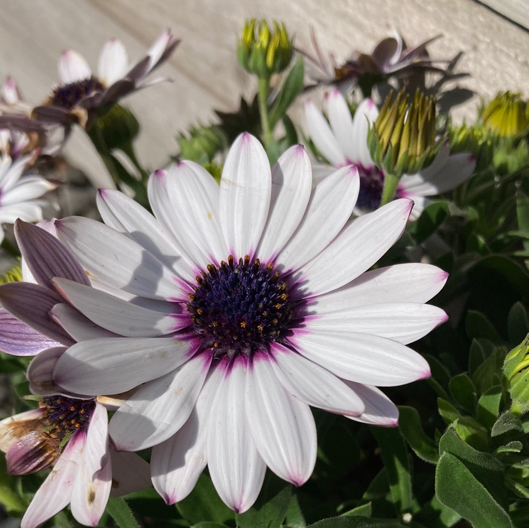 Osteospermum 'Serenity White' 14cm