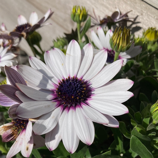 Osteospermum 'Serenity White' 14cm